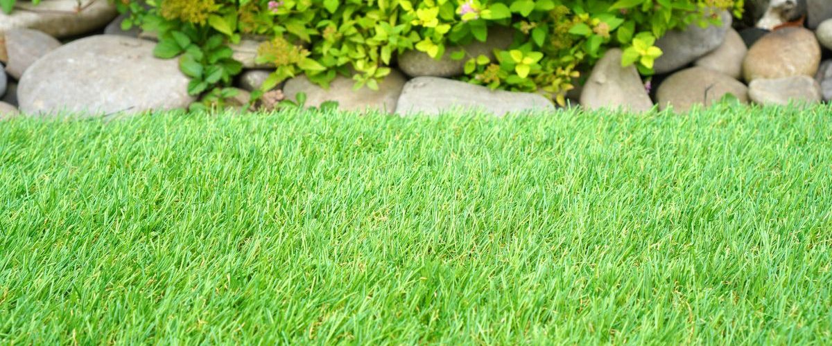 How To Make Your Grass Greener in 10 Easy Steps