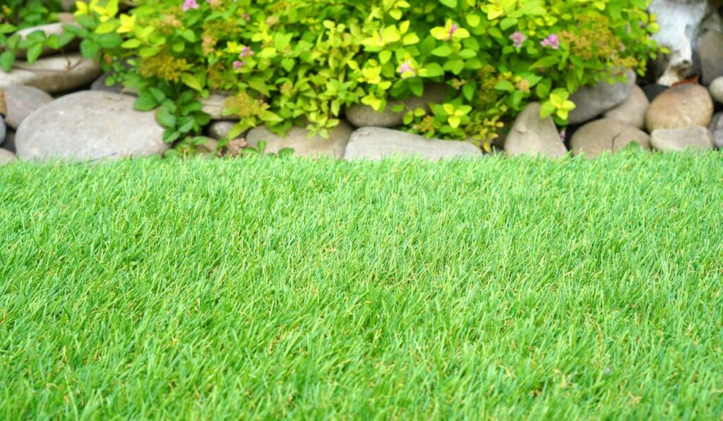 How To Make Your Grass Greener in 10 Easy Steps