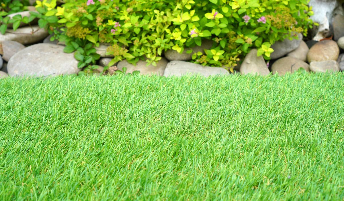 How To Make Your Grass Greener in 10 Easy Steps