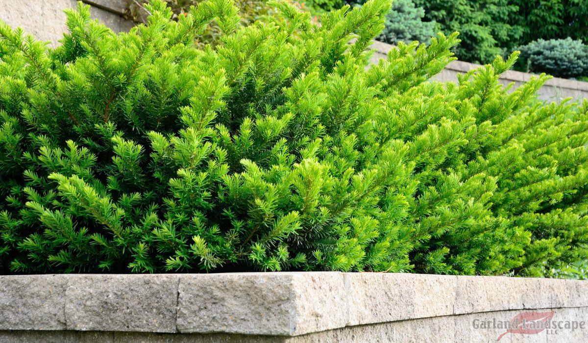 Discover the Different Types of Retaining Walls with Our Expert Guide