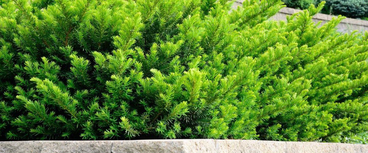 Discover the Different Types of Retaining Walls with Our Expert Guide